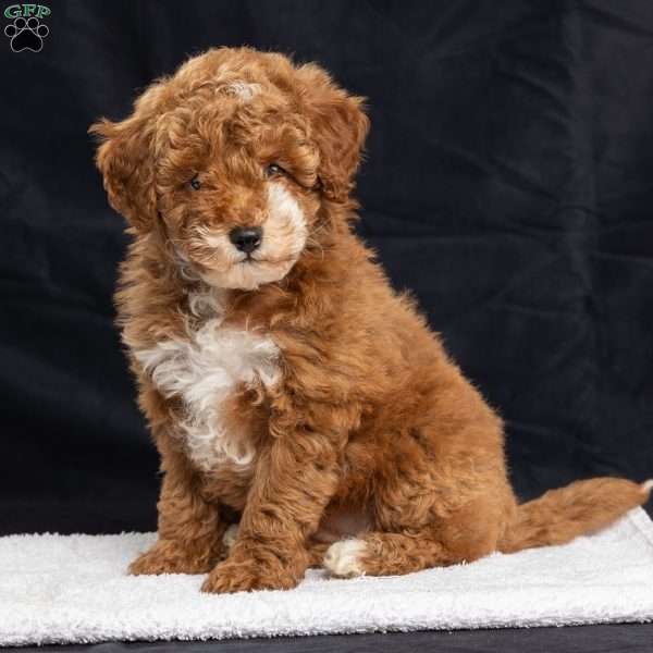 Polly, Miniature Poodle Puppy